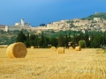 Terza